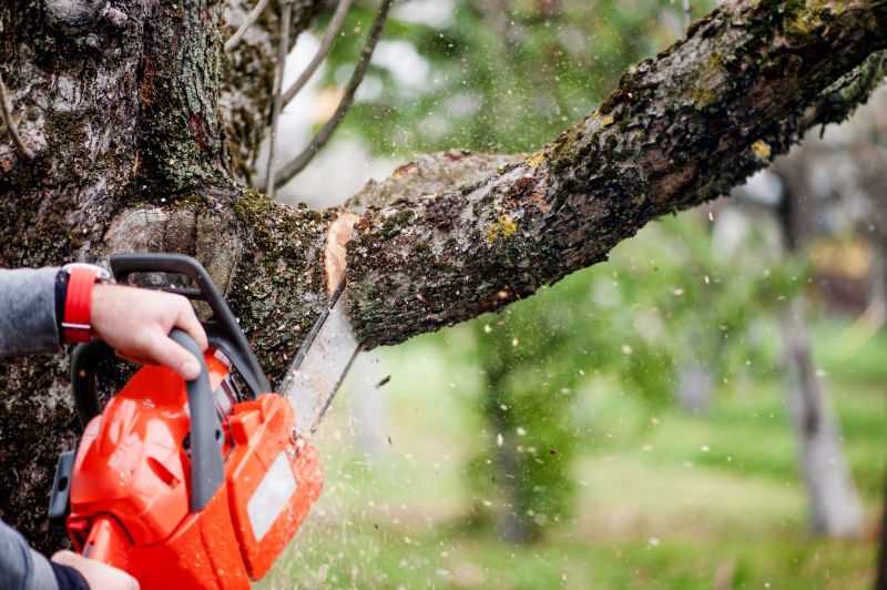 Spruce Tree Removal in Allentown, PA