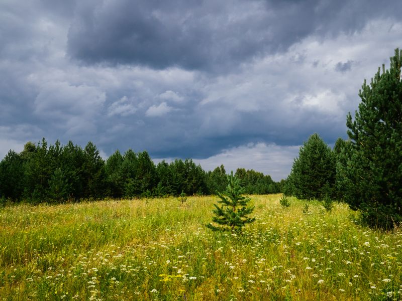 Trees Clearing in Cumming, GA